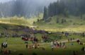 Hope Amidst Adversity: Tourism in Kashmir Expected to Find New Life